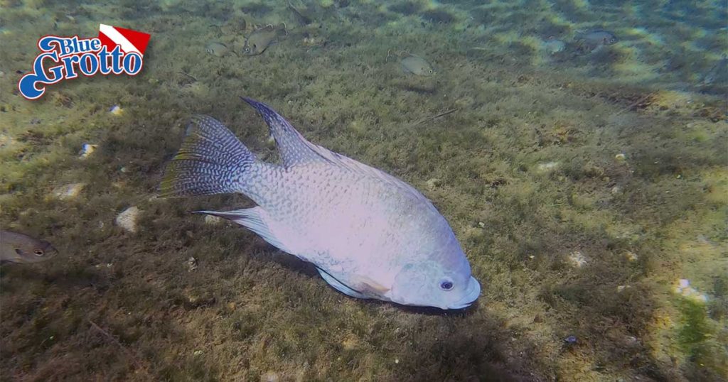 Blue Tilapia