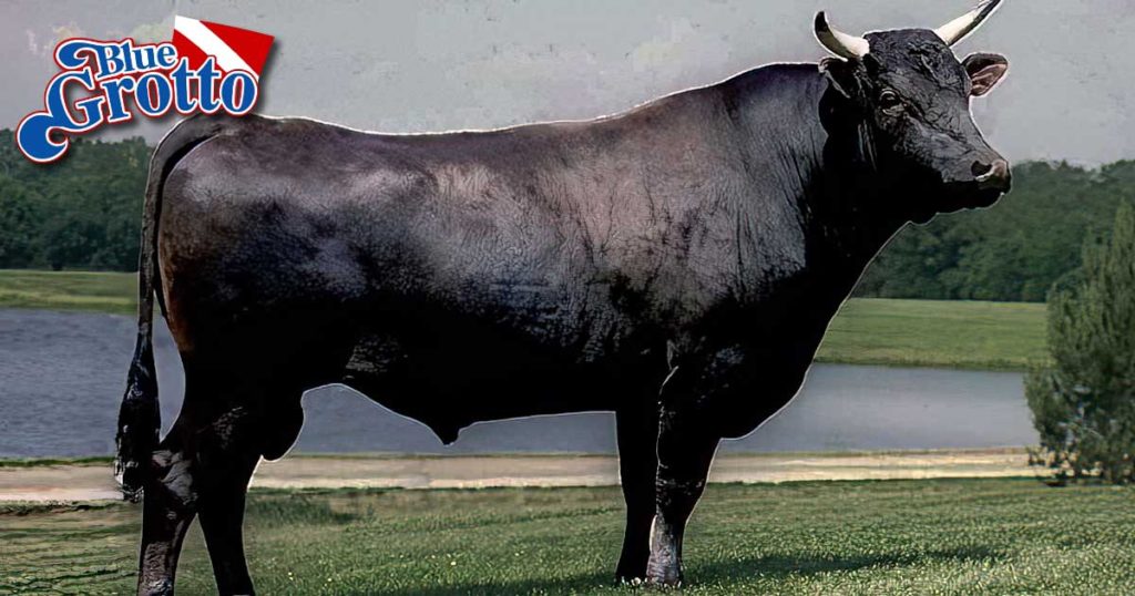 Cow